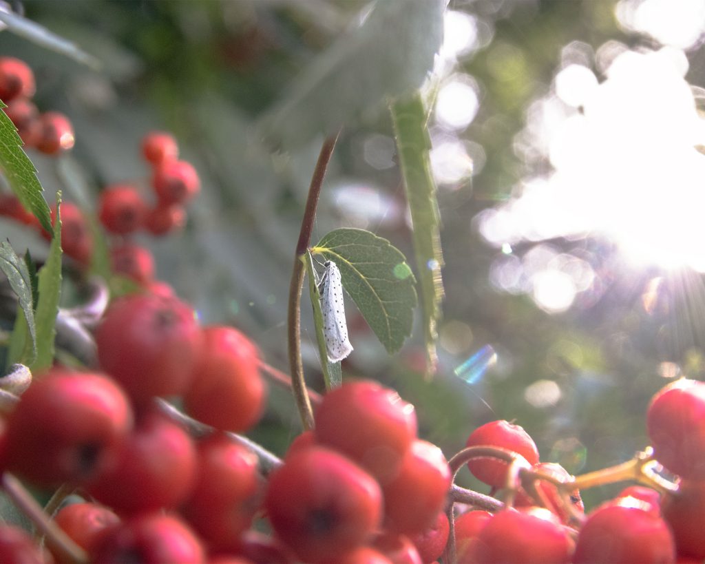 A small white caterpillar with black spots rests on a green leaf among clusters of bright red berries, with sunlight streaming through blurred foliage in the background.