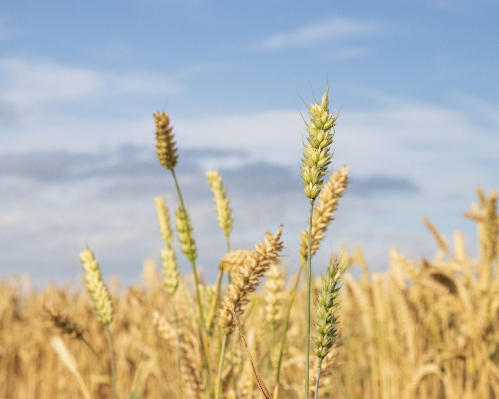 Close-up of golden wheat stalks in a field under a blue sky with scattered clouds, with some stalks in sharp focus and others blurred in the background.