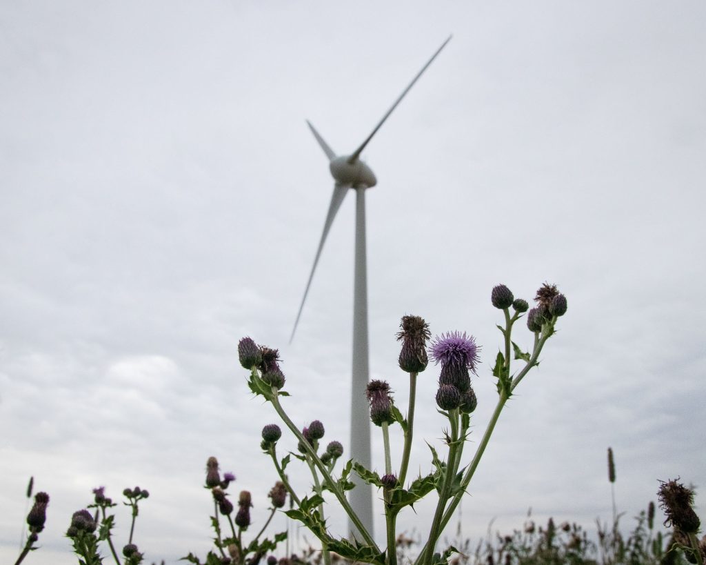 Purple thistle flowers in the foreground with a large wind turbine and cloudy sky in the background. The wind turbine appears slightly blurred behind the vivid flowers.